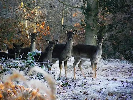 Expert Deer Talk - Wyre Forest