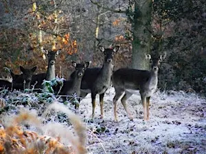 Expert Deer Talk - Wyre Forest