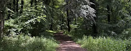 Forest Bathing Experience