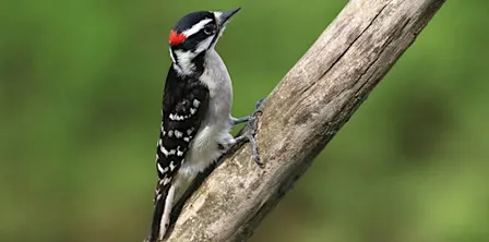 Bird Outing at Daniel's Run Park