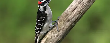 Bird Outing at  Daniel's Run Park
