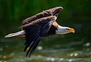 Pause, Look, & Listen: Guided Birding at Idaho Shakespeare Festival