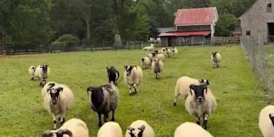 Farm Flow at Lily Brook