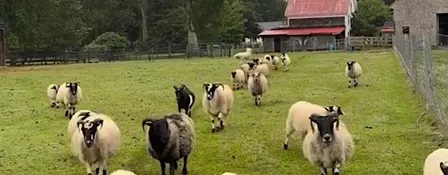 Farm Flow at Lily Brook