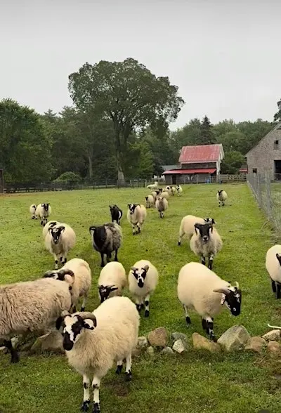 Farm Flow at Lily Brook