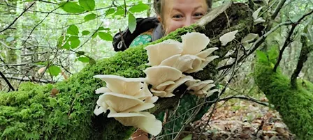 Fungi ID Walk - Monday Mornings Yarner Wood