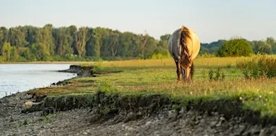 Ontdek 'De Groene Rivier'