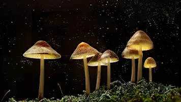 The Science of Magic Mushrooms