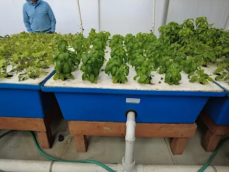 Aquaponic on-farm workshop: Regulations you should know about