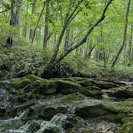 Kings Mountain Preserve Lunch&Learn  Bring a friend, it's on us!
