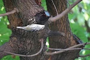 Birding by Bike with Brooklyn Greenway Initiative and Local Nature Lab