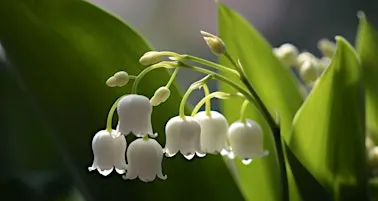 A Perfume for Consoling Grief