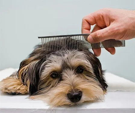 Keep Calm and Groom On: At-home dog care made simple