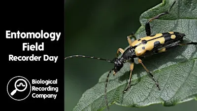 Entomology Field Recorder Day