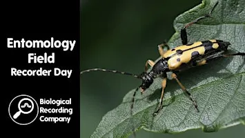 Entomology Field Recorder Day