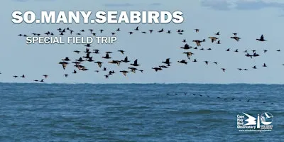 SO.MANY.SEABIRDS