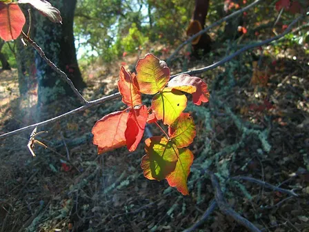Poison Oak - Friend or Foe?
