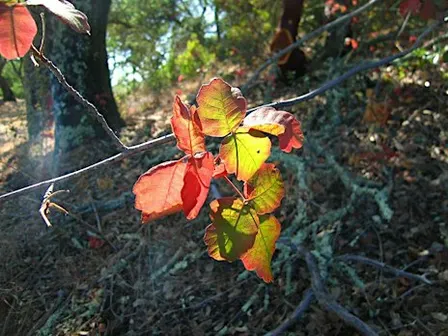 Poison Oak - Friend or Foe?