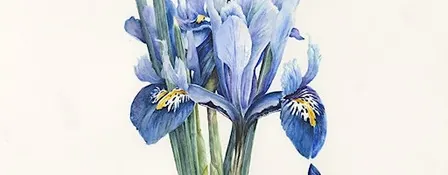 Botanical drawing with Rosemary Dodgson