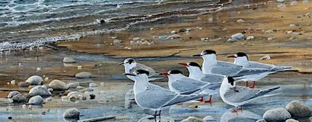 Learn to draw and paint birds with Steve Cale (2-day course)