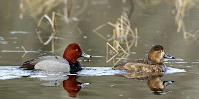Migratory Bird Walk