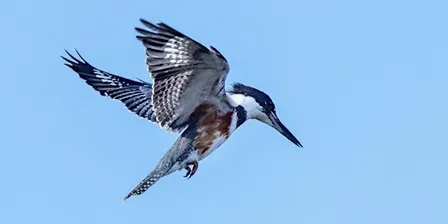 Nature's Supermarket (Adults & Ages 8+)