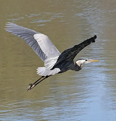 Fall Bird Photography and Ecology Walk