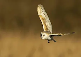 Abberton owl evening