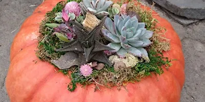 Pumpkin Succulent Garden