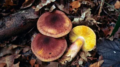 Fungi Identification Course - Woolley Firs, Saturday 7 November