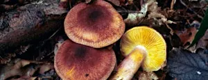 Fungi Identification Course - Woolley Firs, Saturday 7 November