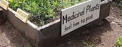 Climate Week Medicinal Garden Workshop