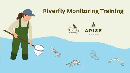 Riverfly Monitoring Initiative Training Day: Minster, Ramsgate