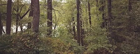 Fall into the Forest Hike
