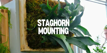 Staghorn Mounting Class