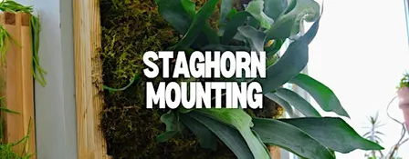 Staghorn Mounting Class