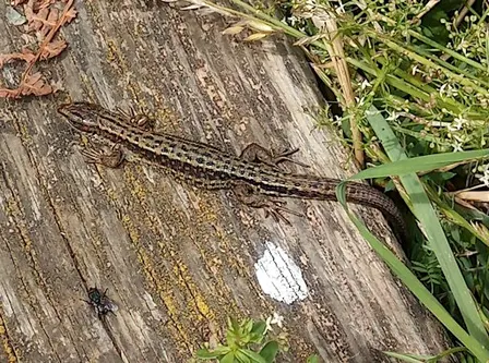 Reptile and butterfly survey day at College Reservoir