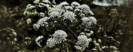 Plants of murder, medicine and magic
