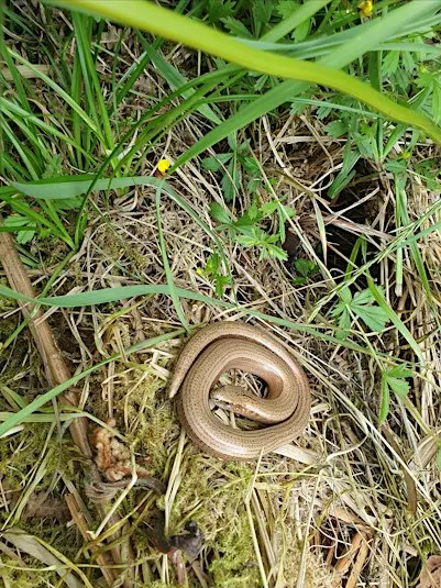 Reptile and butterfly survey day at Stithians Lake