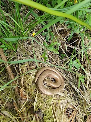 Reptile and butterfly survey day at Stithians Lake