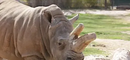 Bowling For Rhinos
