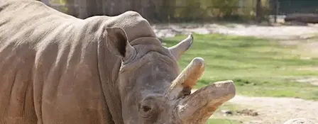 Bowling For Rhinos