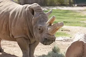Bowling For Rhinos