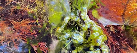 Closer to algae: Observing, touching, and making-with