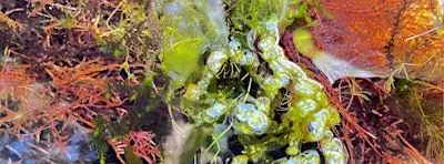 Closer to algae: Observing, touching, and making-with