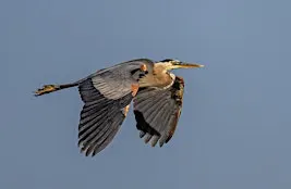 Birding for Beginners at Bethine Church River Trail