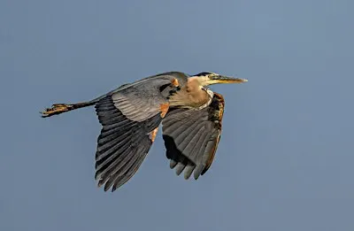 Birding for Beginners at Bethine Church River Trail