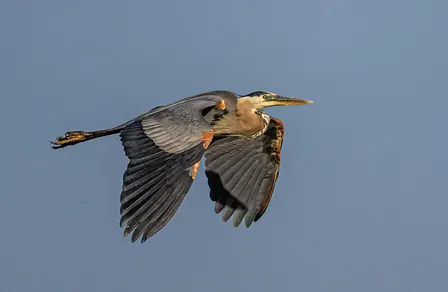 Birding for Beginners at Bethine Church River Trail