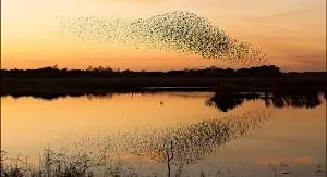 Peterborough Local Group Event: Winter Birdlife of Fen Drayton Lakes