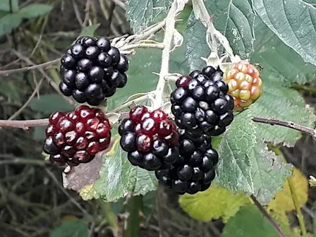 Autumn Equinox Forest Bathing @ Spud Wood